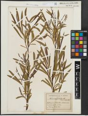 Foto von Salix argophylla Nutt.